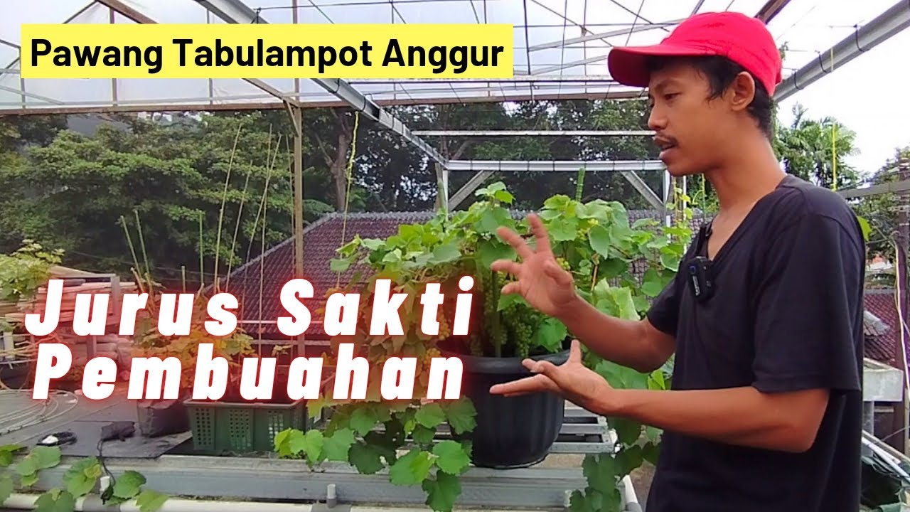 Jurus Sakti Sang Pawang Tabulampot Anggur
