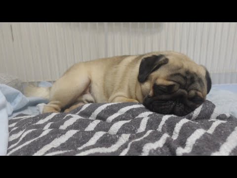 【パグと添い寝】またまた天使が舞い降りました【パグpugのパンチくん】