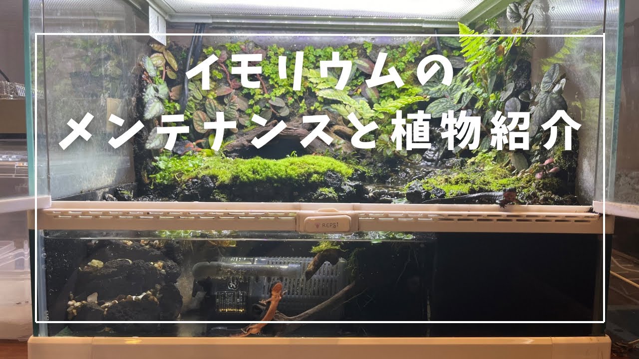 イモリウムのメンテナンス＆植物紹介🌿.∘