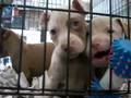 Cute Baby Pitbulls YouTube