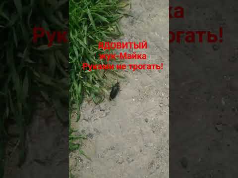 Осторожно! Ядовитый жук-Майка. РУКАМИ НЕ ТРОГАТЬ!!! Danger