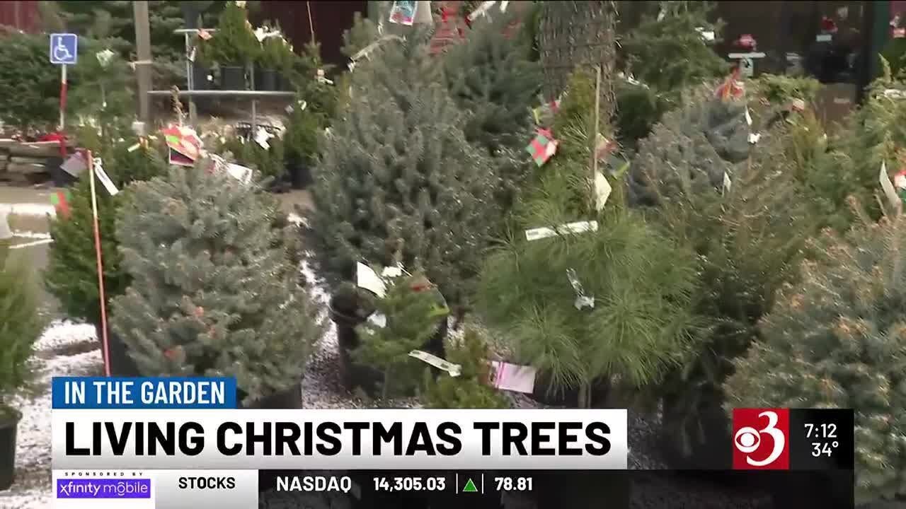 In the Garden: Living Christmas Trees - YouTube