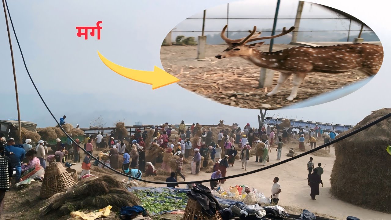 आज गुरु आश्रम मा काम गर्नु गएको । 