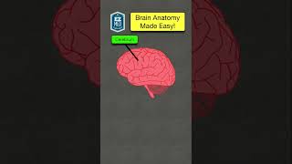 🔥 Anatomy & Functions of the Brain Explained in 60 Seconds! [Nursing, NCLEX Made Easy]