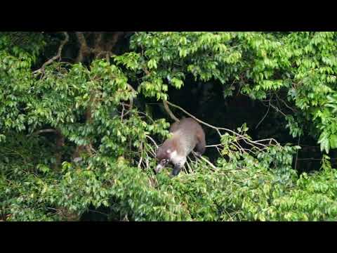 White-nosed coati on banks of Chiriquí Viejo River