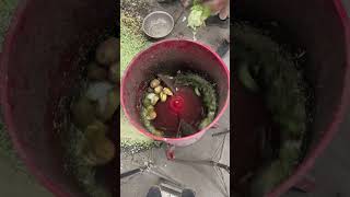 Process vegetable grinder for animal feed
