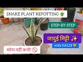 Snake Plant लगाने का सबसे अलग तरीका | Best Soil Mix &amp; Care Tips ✨