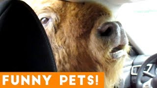 Funniest Pets \& Animals of the Week Compilation July 2018 | Hilarious Try Not to Laugh Animals Fail