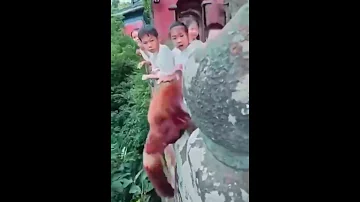 Нет, это не Покемон, это гигантская летяга.