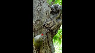 Protect the baby birds! A fight between parent birds and a snake.