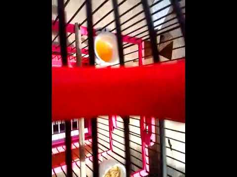 pleci dakun garut tembakan mantenan sejalur - YouTube