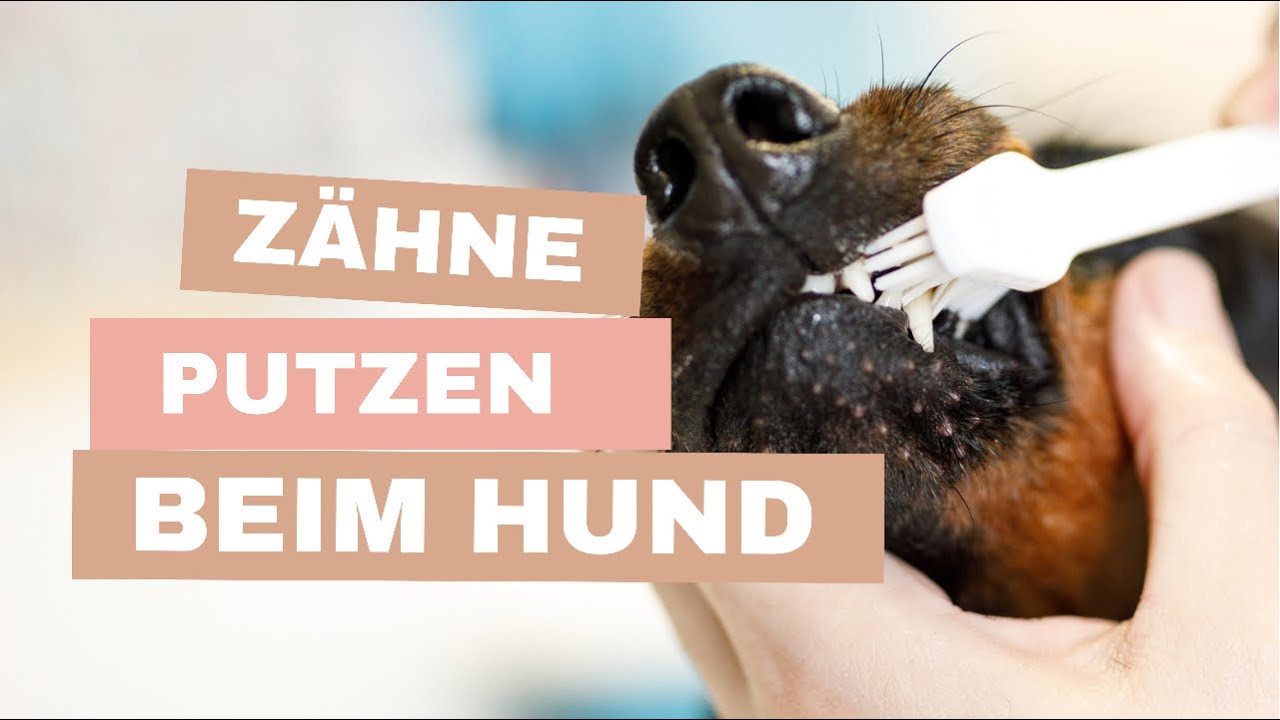 Zähneputzen beim Hund! Wie putze ich meinem Hund die Zähne?