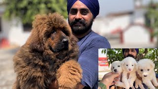 Tibetan Mastiff puppies ki fight hogyi ​⁠ by Pankaj Parihar Uttarakhandi 13,134 views 11 months ago 12 minutes, 40 seconds