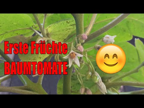 Video: Tamarillo Tomato Tree Care - Informationen zum Anbau von Baumtomaten