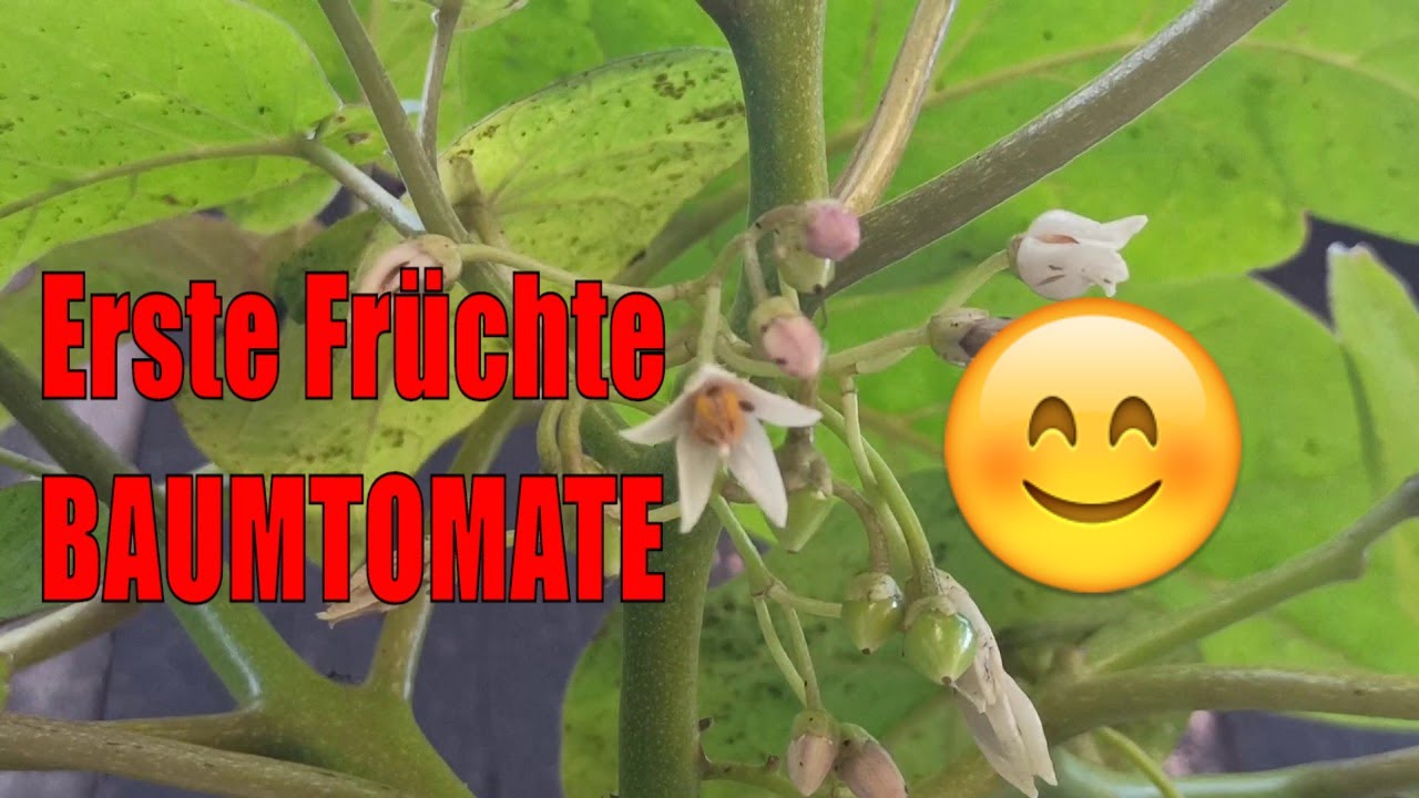 Tamarillo: Die ersten Früchte sind da – so erkennst du den Fruchtansatz