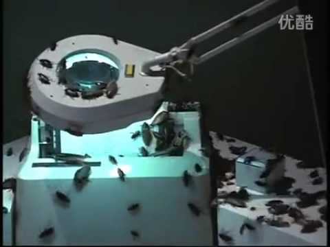 Blotted Science — Blotted Science - Ingesting Blattaria [Video]