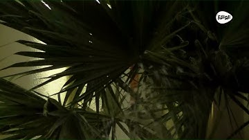 أذكار المساء | إبراهيم النجاشي #كاريزما60