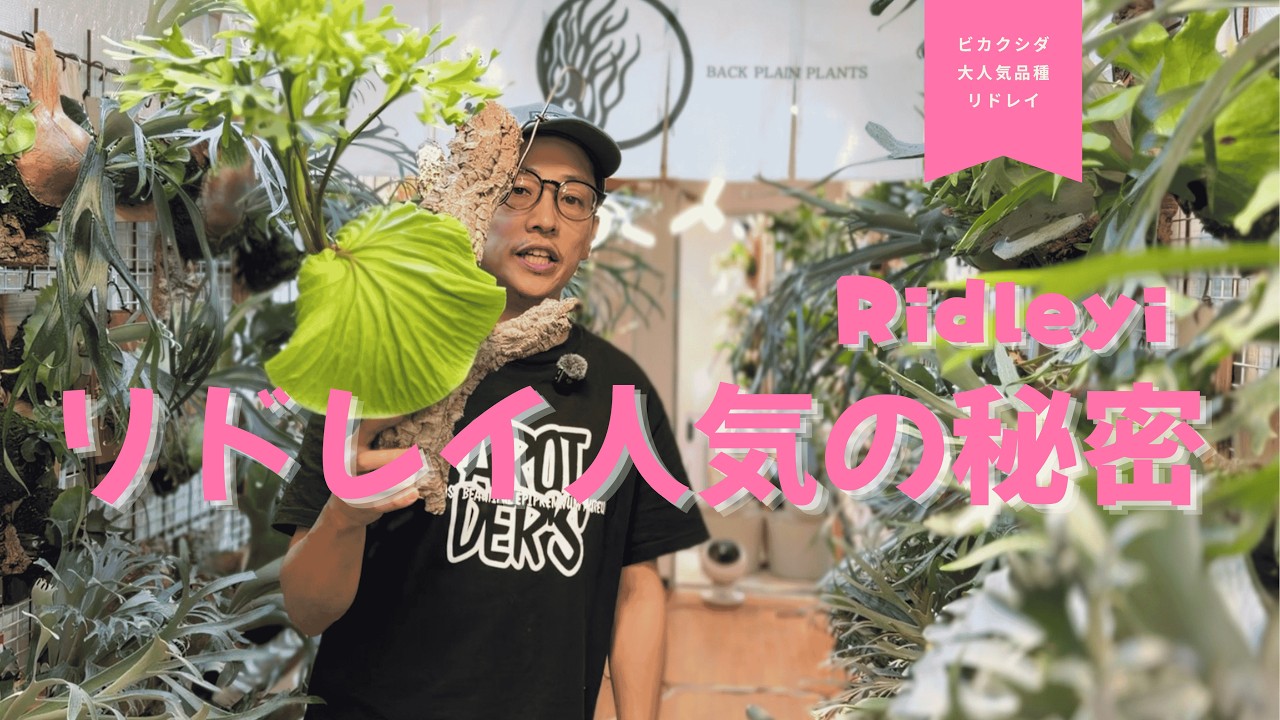 Nature Design Worksリドレイ A special feature on the hugely popular Ridley!! - YouTube