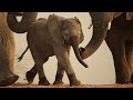 Elephants Need Water For More Than Just Drinking | 4K | Zimbabwe | Wild Travel Robert E Fuller