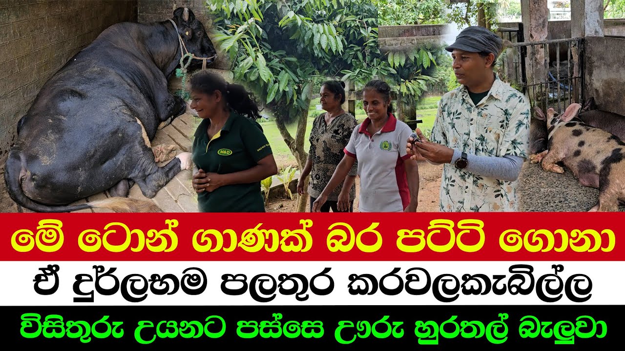 Unbelievable! This Buffalo Weighs Tons! 😱💪 |