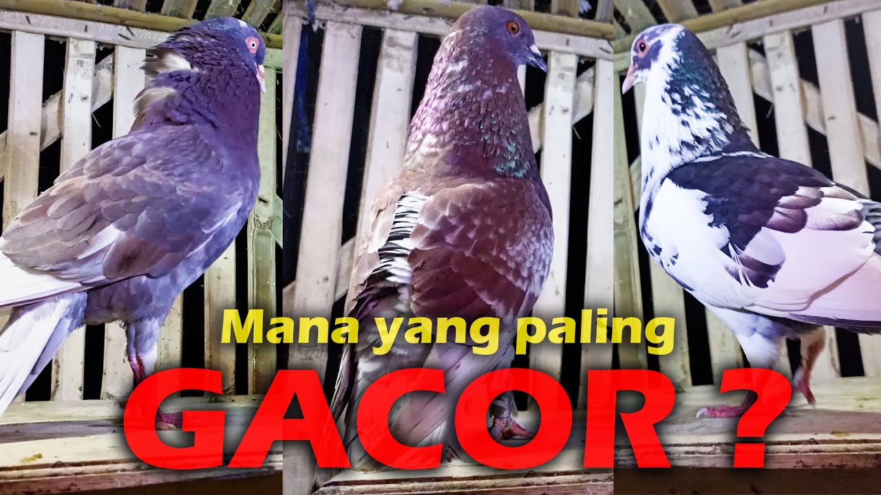 MANA YANG PALING GACOR❓❓❓ | SUARA BURUNG MERPATI GACOR | MERPATI KOLONG MEJA
