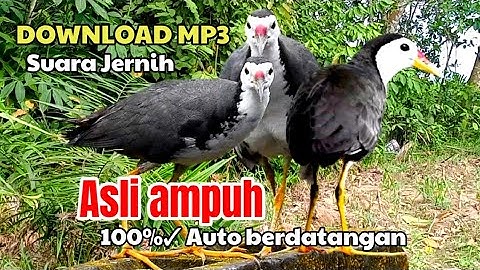 SUARA BURUNG RUAK-RUAK ASLI AMPUH SUARA JERNIH TERBUKTI LANGSUNG DATANG 