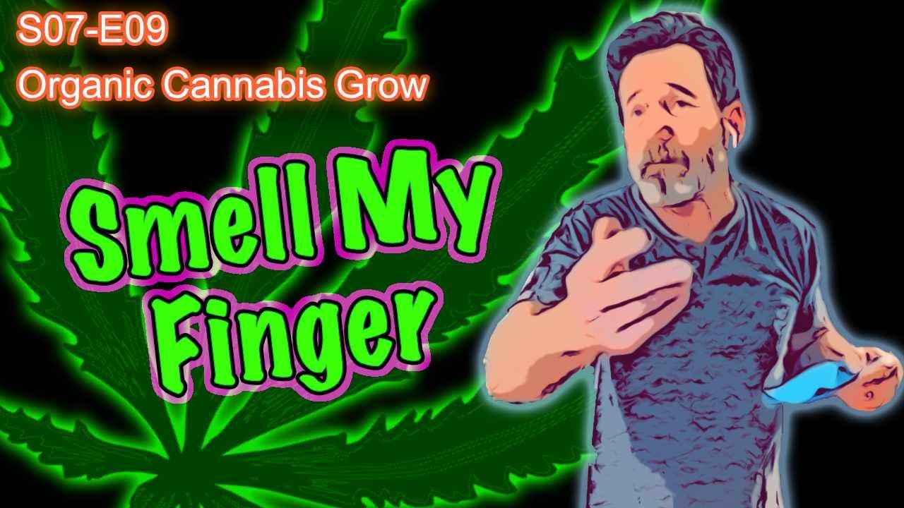 S07 E09 Update - Skunk, Wedding Cake, and Shiskaberry 