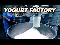 How yogurt is made  yogurt production line  yogurt factory