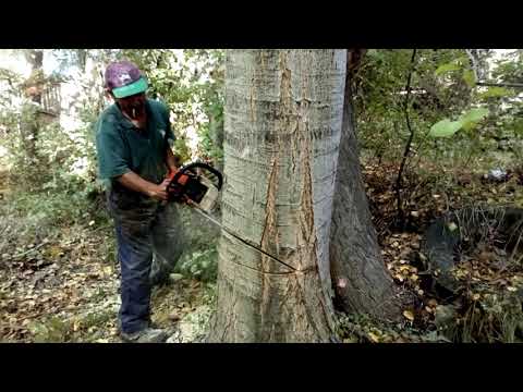Ağaç kesimi kapak alma