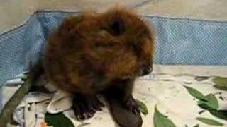 baby beavers