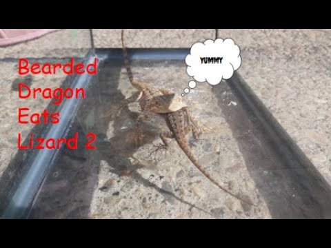 Bearded Dragon Eats Lizard 2 🦎 | Reptile Feeding Behavior - YouTube