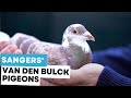 Sangers van den bulck pigeons