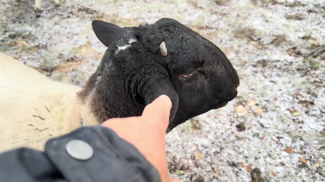 DLGT FARM Winter Ice Storm - January 25, 2026
