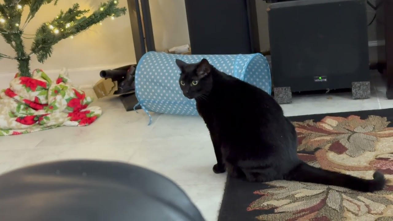 Милая Прешес Пайпер любит рождественскую ёлку — видеоблог о моей усыновлённой кошке из приюта