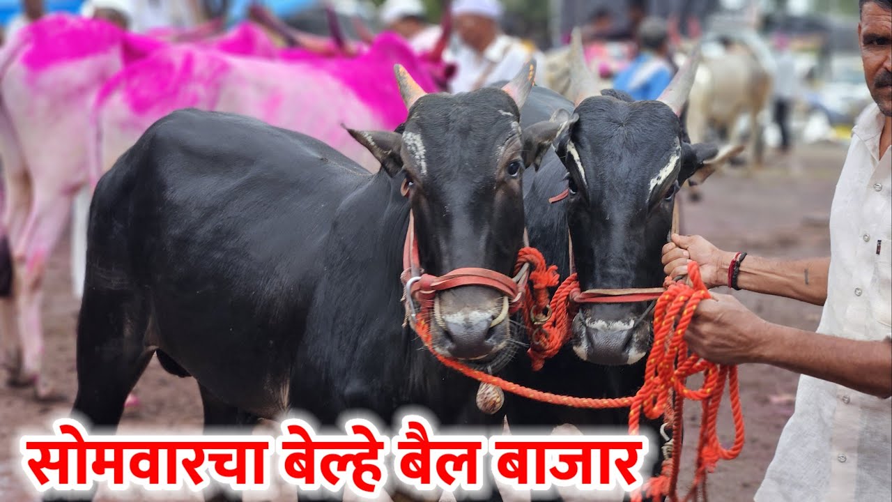 सोमवारचा बेल्हे बैल बाजार,,दि-‌27/10/2025…Belhe Bail Bajar..Bail Bazar Belhe...#Belhe