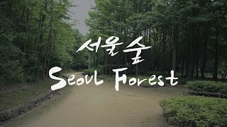 물멍 | 계곡보며 멍때리기 영상 | 서울숲 | 개울 | Nature | ASMR