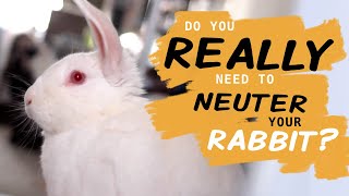 The URGENT Need To Spay Or Neuter Your Rabbit