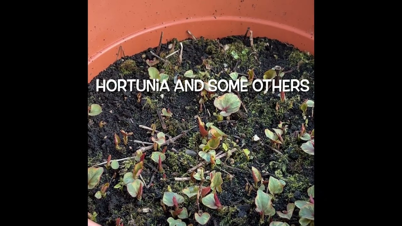 Plants we brought to our new garden #garden ing #plants 