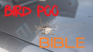 How to remove bird poo droppings from cars