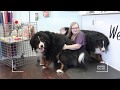 Bernese mountain dog grooming w haircut (owner request) の動画、YouTube動画。