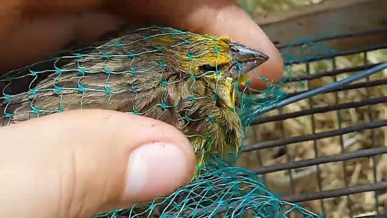 Cazando con mi diuca y mi chirigue 🐦😊