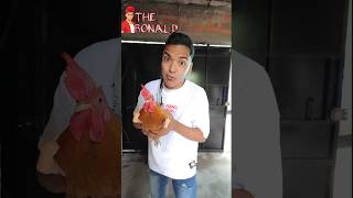 El Gallo Malcriado Créditos