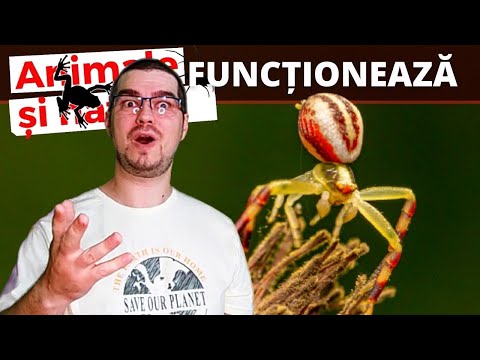 Video: Păianjenul Mezozoic S-a Dovedit A Fi Un Fals Chinezesc - Vedere Alternativă