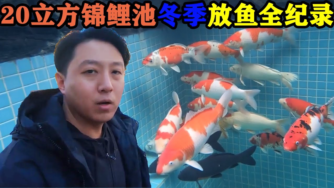 亮哥养鱼 立方锦鲤池冬季放鱼全纪录 Youtube 亮哥养鱼 立方锦鲤池冬季放鱼全纪录 Youtube