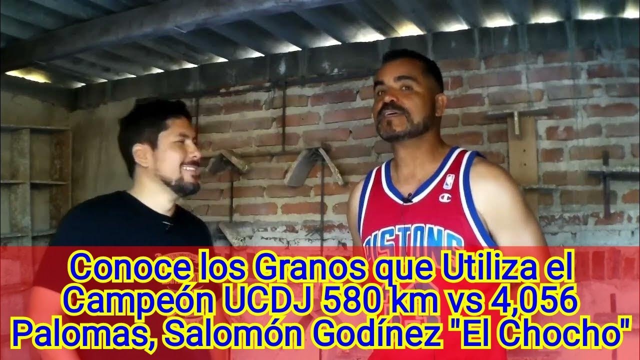 Conoce los Granos que Utiliza el Campeón UCDJ 580 km vs 4,056 Palomas, Salomón Godínez 