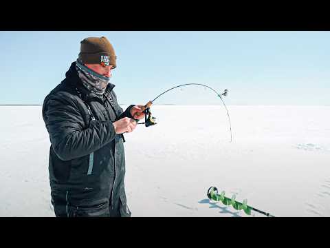 The Best Perch Ice Fishing I've Ever Seen. 