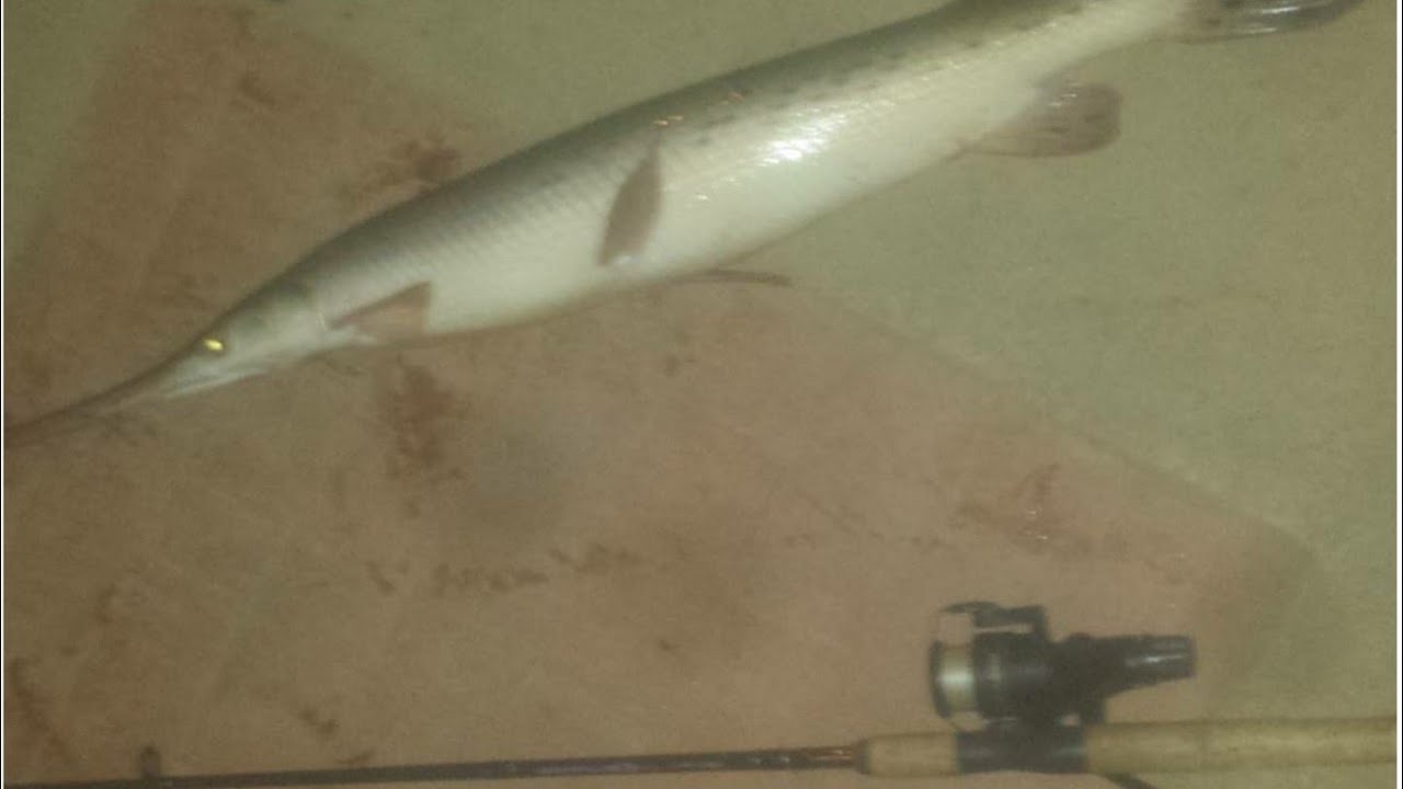 How to Catch Longnose Gar YouTube