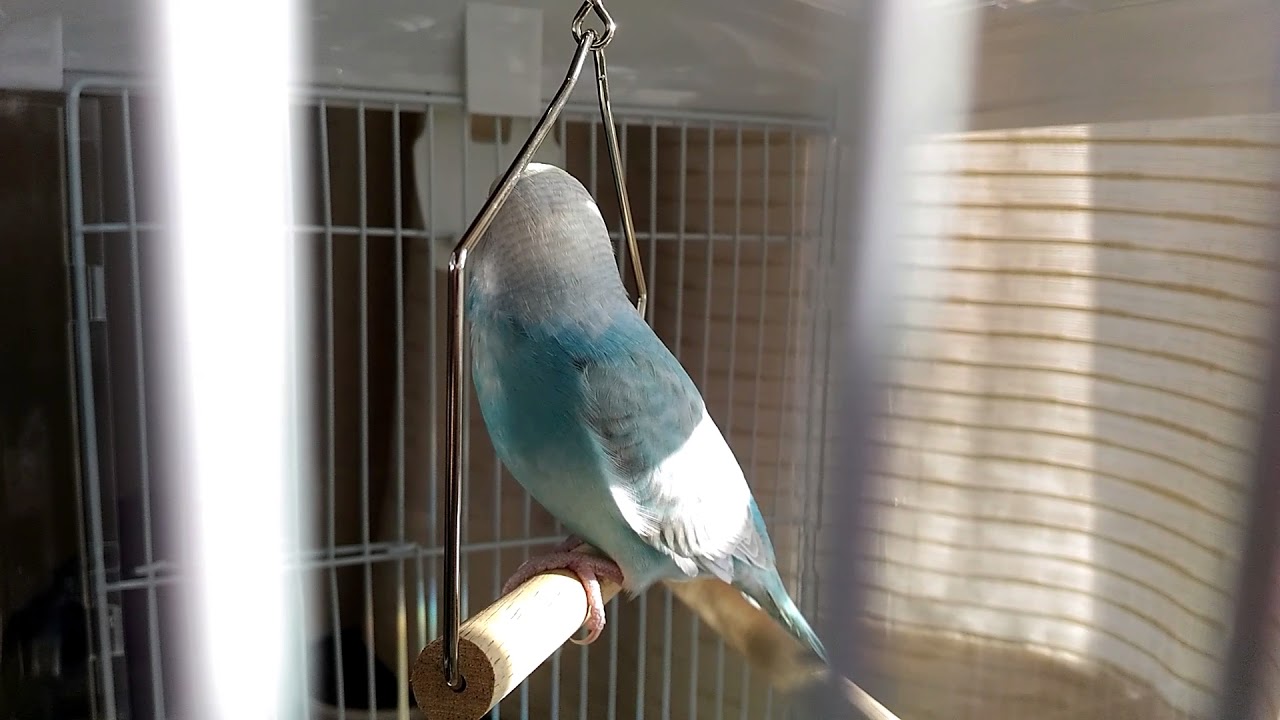 Ueicocca セキセイインコ飼育記録