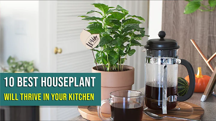 10 Best House plants That Will Thrive in Your Kitchen