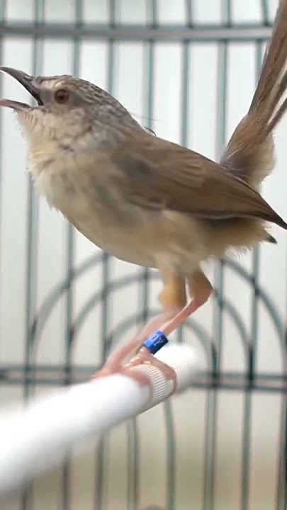 CIGUN GACOR NGEBREN ISIAN KENARI - MASTERAN BURUNG